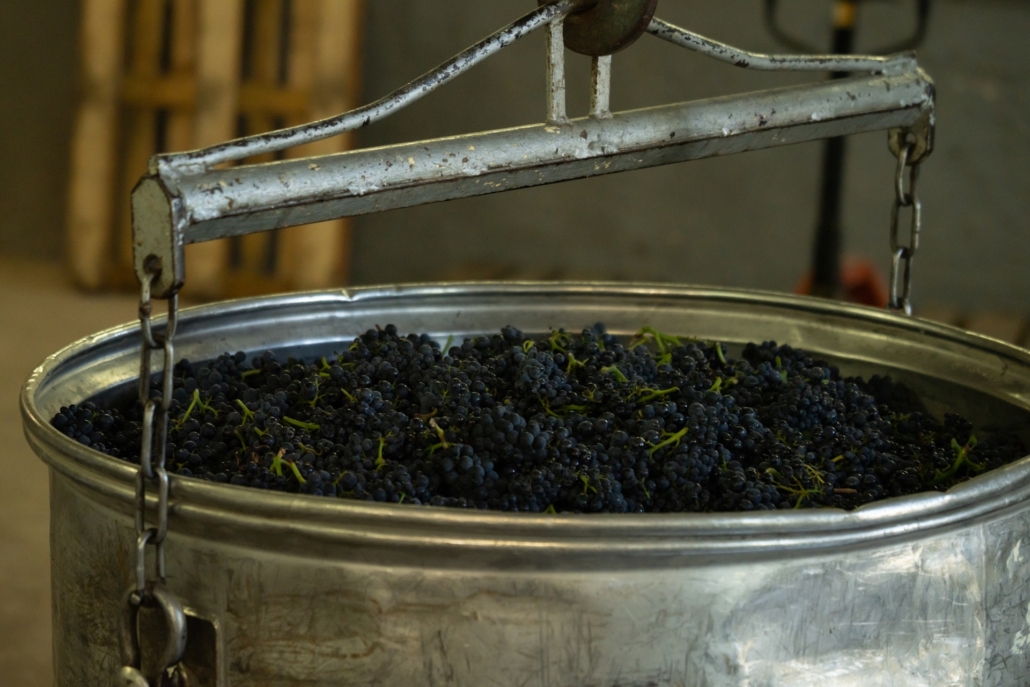 Uvas recém-colhidas para a produção de vinhos