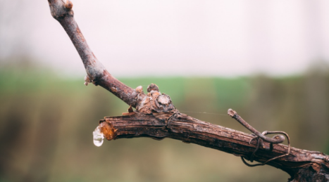 Choro da videira: uma das fases mais emblemáticas do ciclo anual da vinha, que marca a retoma de sua atividade depois do inverno