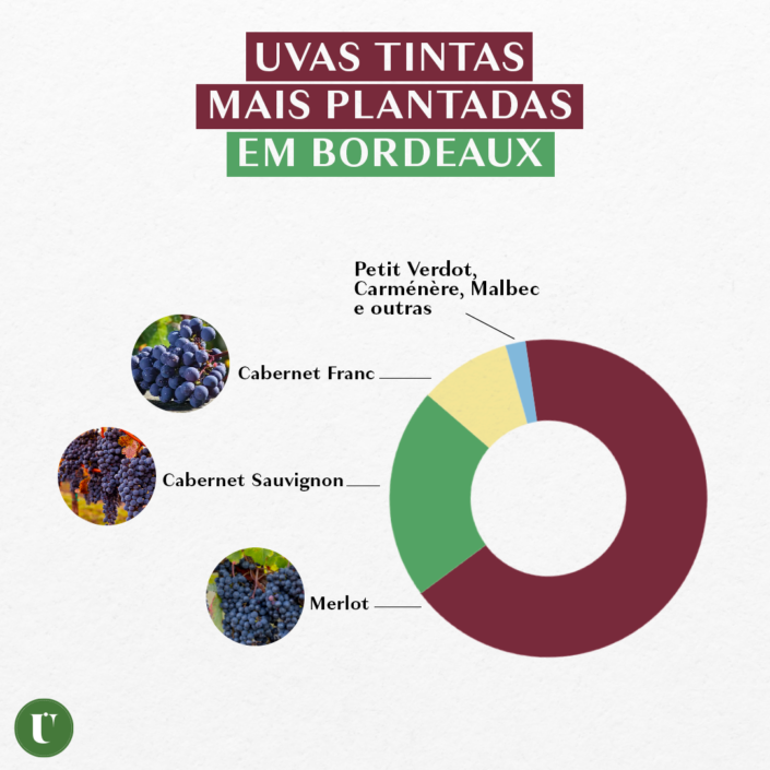 Uvas tintas mais plantadas em Bordeaux