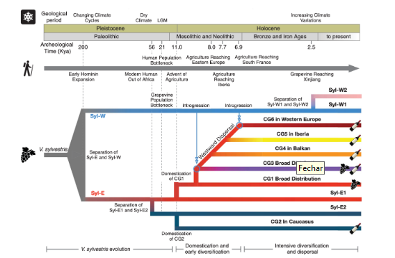 Gráfico esquemático da história evolutiva da videira mostrada junto aos principais eventos da mudança climática global e da migração humana. (Dong et al., 2023)