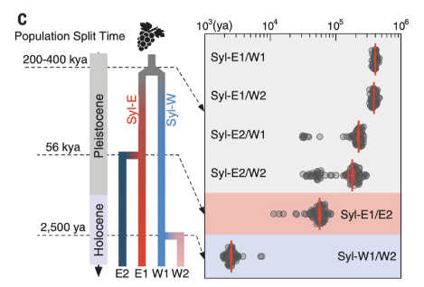 Tempos de divisão da população entre ecotipos de V. sylvestris com MSMC2 (Dong et al., 2023)