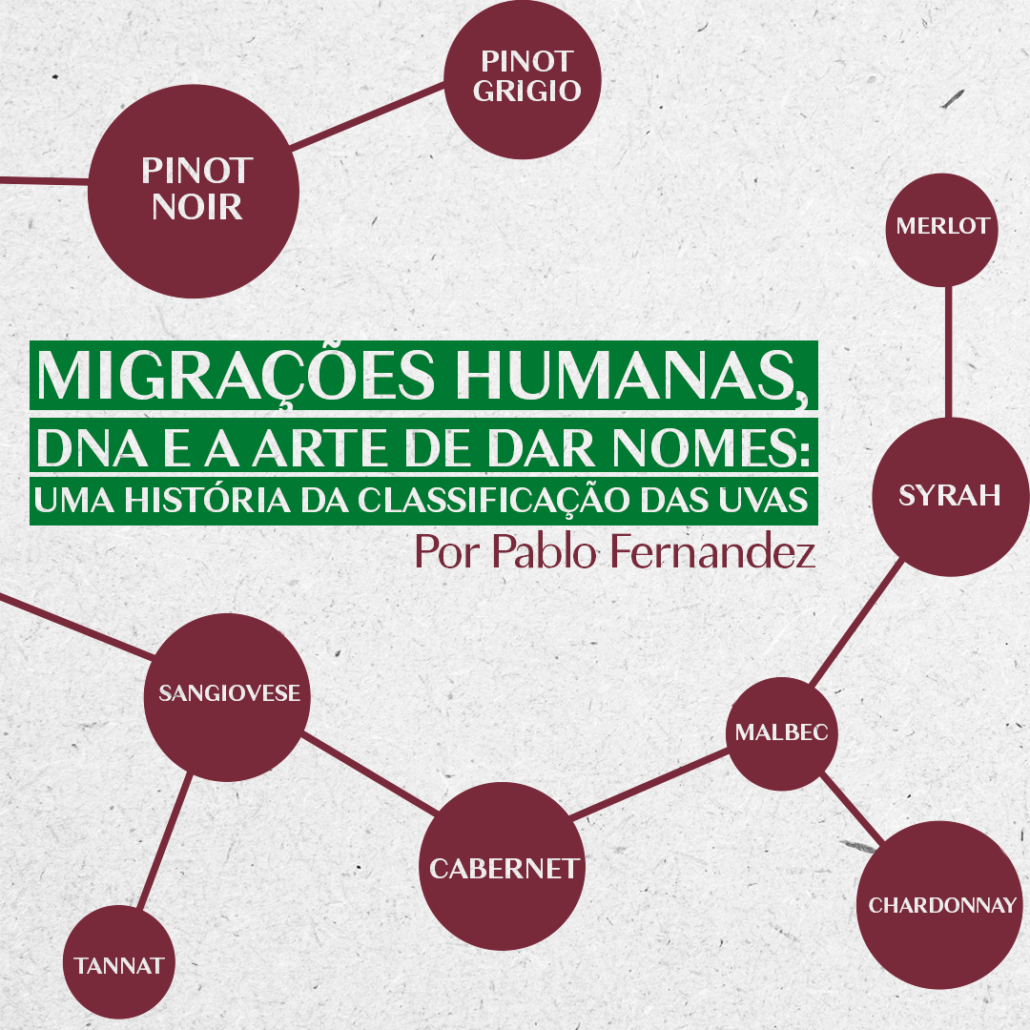 Migrações humanas, DNA e a arte de dar nomes: uma história da classificação das uvas