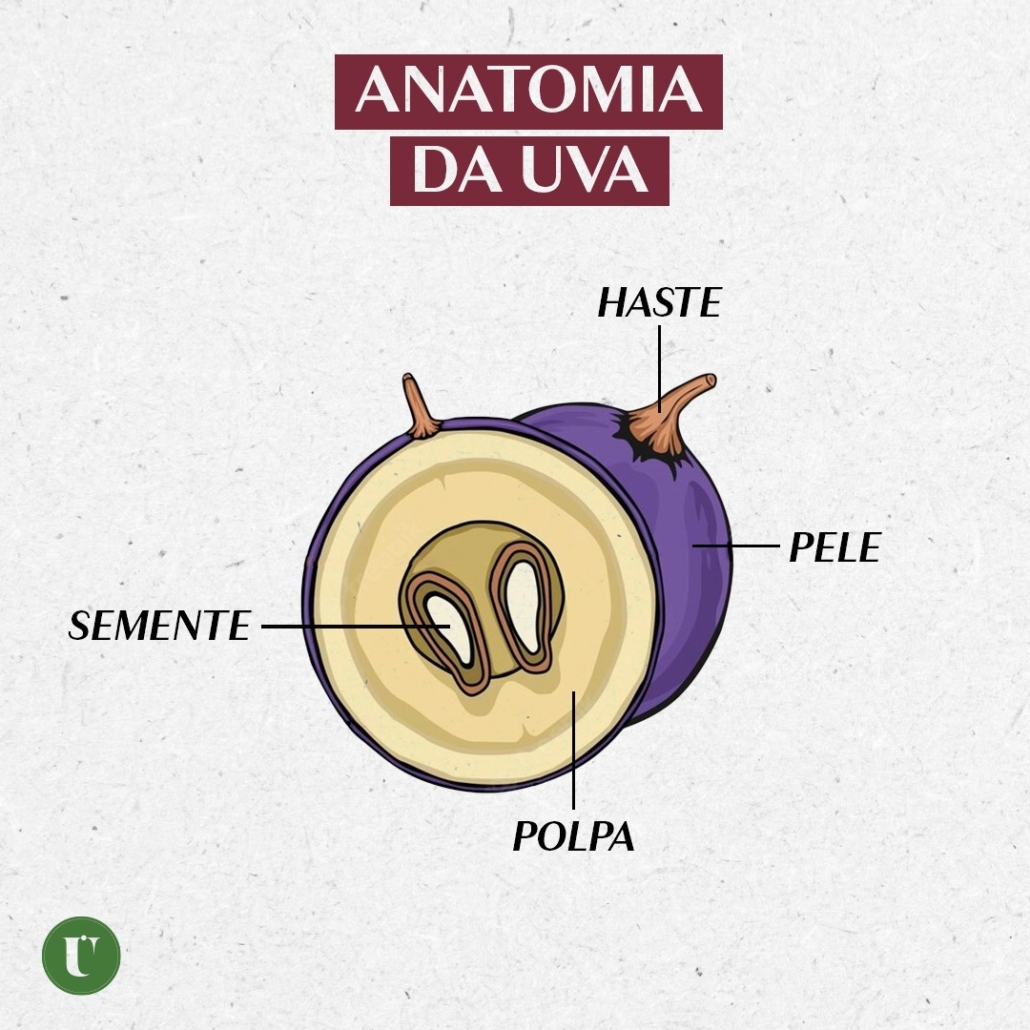 Anatomia da uva