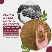 O Lado Invisível do Terroir, Parte II: Desvendando os Mistérios Microbianos